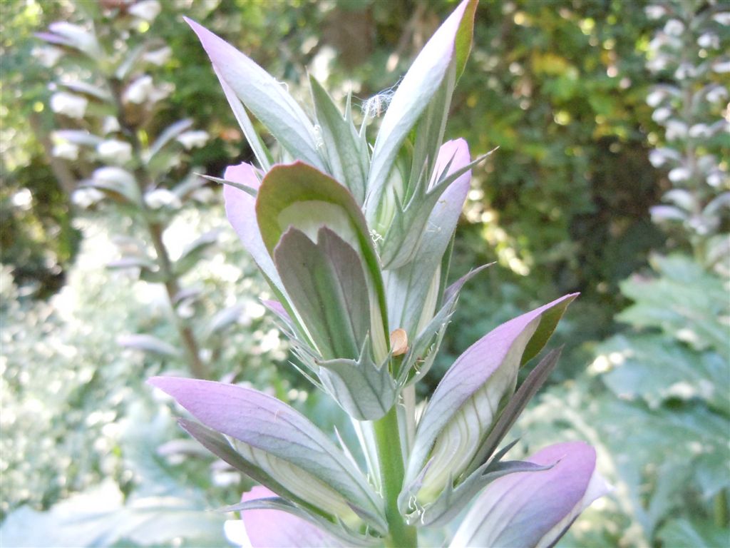 Acanthus mollis / Acanto comune